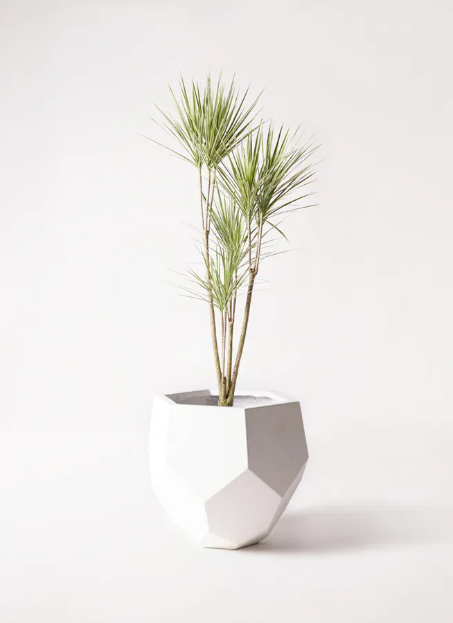 観葉植物 ドラセナ コンシンネ レインボー 8号 ストレート  