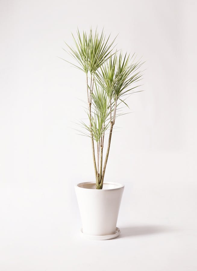 【年中無休】 ソテツ 新芽がしっからりしてき 現品 8号 約70cm 白鉢 観葉植物 その他観葉植物