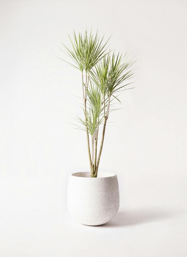 コンシンネ ホワイポリー | 観葉植物通販HitoHana(ひとはな)