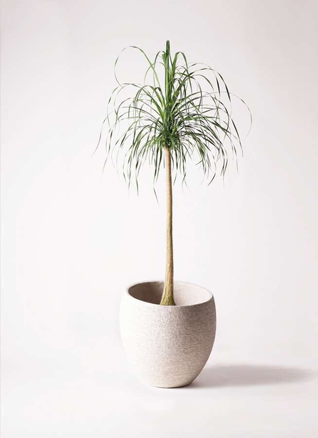 観葉植物 トックリラン ポニーテール 10号 エコストーンlight Gray 付き 観葉植物ならhitohana ひとはな 観葉植物 トックリラン ポニーテール 10号 エコストーンlight Gray 付き 観葉植物ならhitohana ひとはな