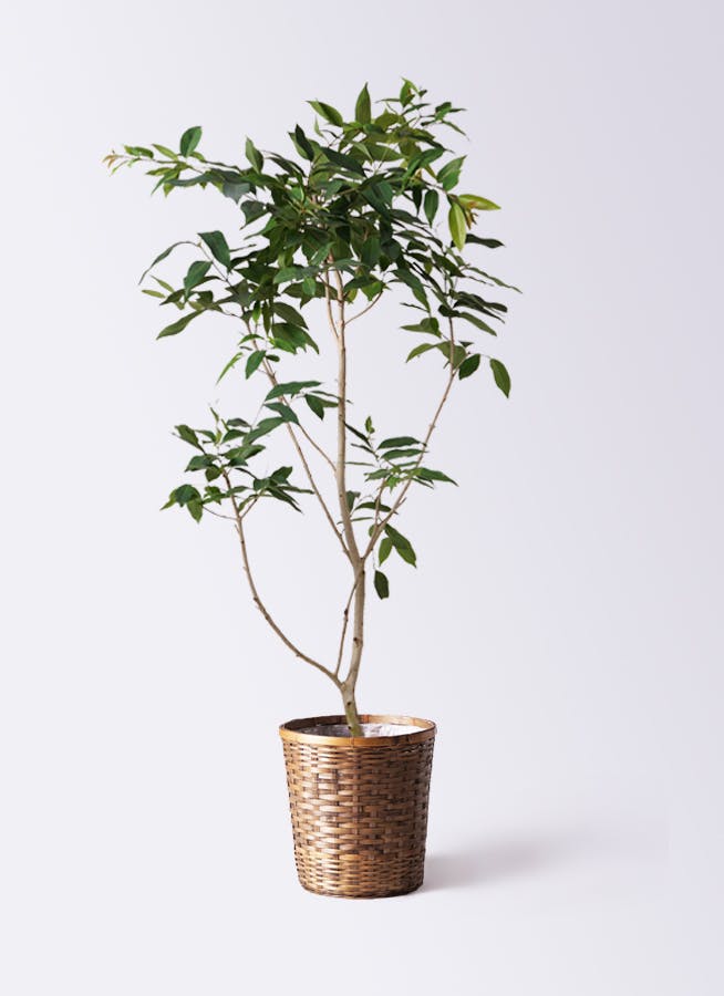 アマゾンオリーブ (ムラサキフトモモ) | 観葉植物通販HitoHana(ひとはな)