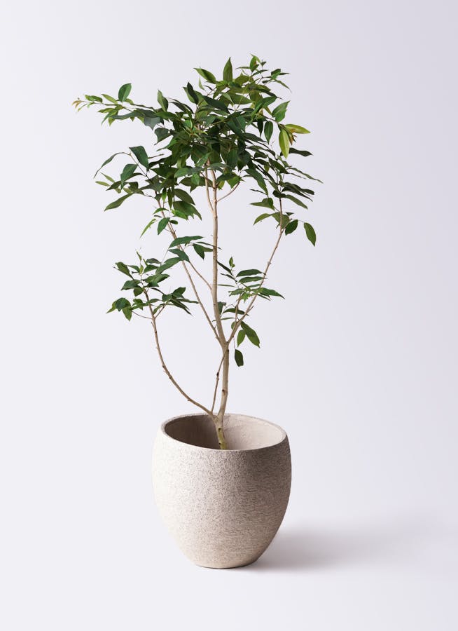 観葉植物 アマゾンオリーブ (ムラサキフトモモ) 10号 エコ