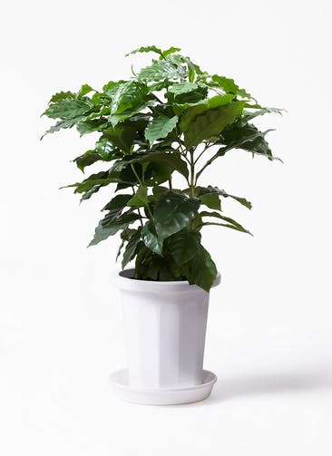 観葉植物 コーヒーの木 7号 プラスチック鉢