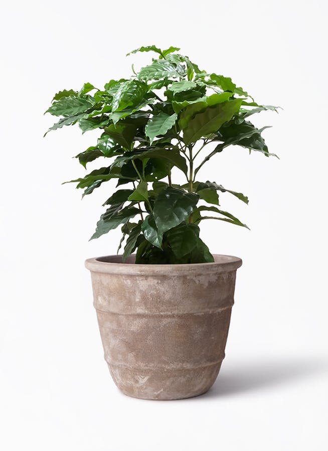 観葉植物 コーヒーの木 7号 テラアストラ シリウス 付き | 観葉植物 