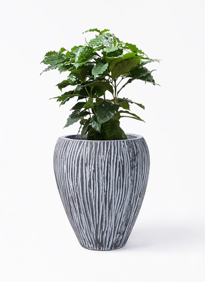 鉢カバー 黒・ブラック 8号 | 観葉植物の鉢ならHitoHana