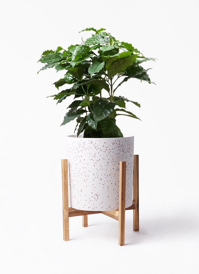 観葉植物 コーヒーの木 7号 ホルスト シリンダー スパークルホワイト ウッドポットスタンド 付き 観葉植物ならhitohana ひとはな 観葉植物 コーヒーの木 7号 ホルスト シリンダー スパークルホワイト ウッドポットスタンド 付き 観葉植物ならhitohana ひとはな