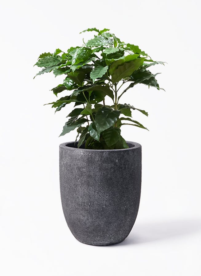 観葉植物 オリーブの木 8号 カヨンヌ フォリオアルトエッグ ブラック