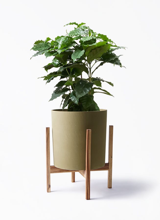 コーヒーの木 | 観葉植物の通販ならHitoHana（ひとはな）