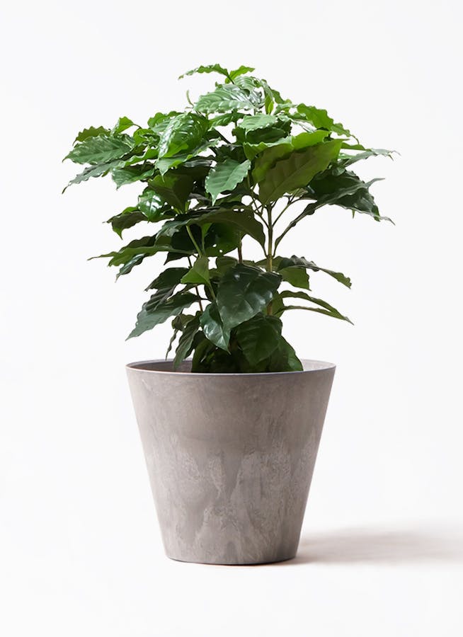 観葉植物 パキラ 【お祝いにおすすめ】7号 ねじり アートストーン