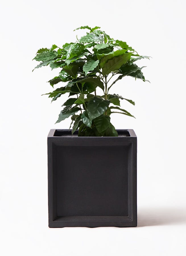 観葉植物 フィカス アルテシーマ 7号 曲り ブリティッシュキューブ