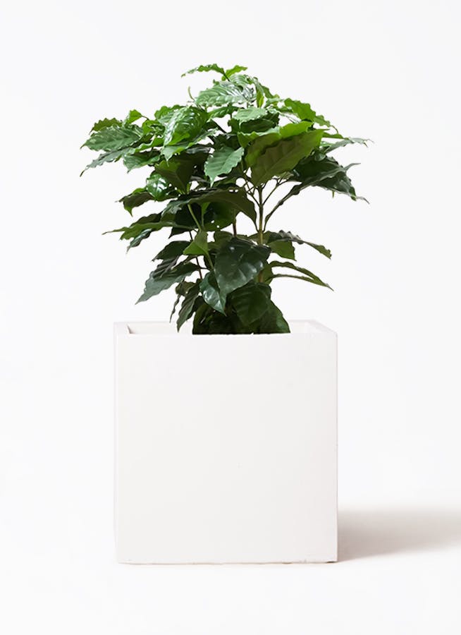 引き取り限定★1 セローム　8号　幹上がり　個性的　フィロデンドロン　観葉植物 引き取り限定☆1 セローム 8号 幹上がり 個性的