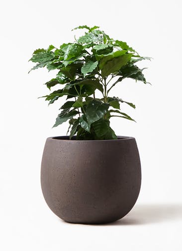 観葉植物 コーヒーの木 7号 テラニアス ローバルーン アンティーク ブラウン 付き