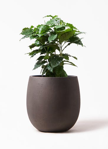 観葉植物 コーヒーの木 7号 テラニアス バルーン アンティーク ブラウン 付き
