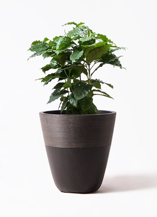 鉢カバー 黒・ブラック 8号 | 観葉植物の鉢ならHitoHana