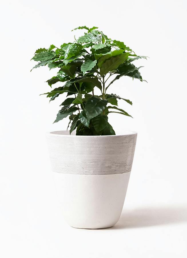 コーヒーの木 7号 | 観葉植物 | 送料無料でお届け - Hitohana（ひとはな）