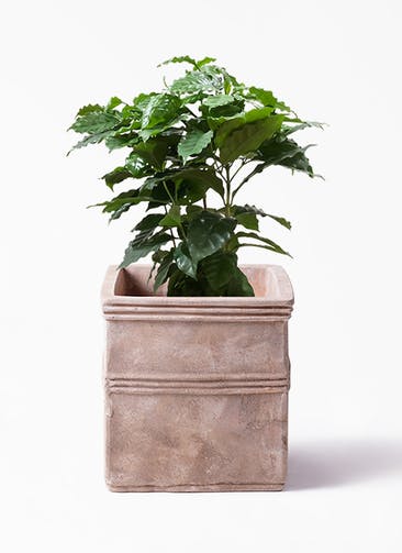 観葉植物 コーヒーの木 7号 テラアストラ カペラキュビ 赤茶色 付き