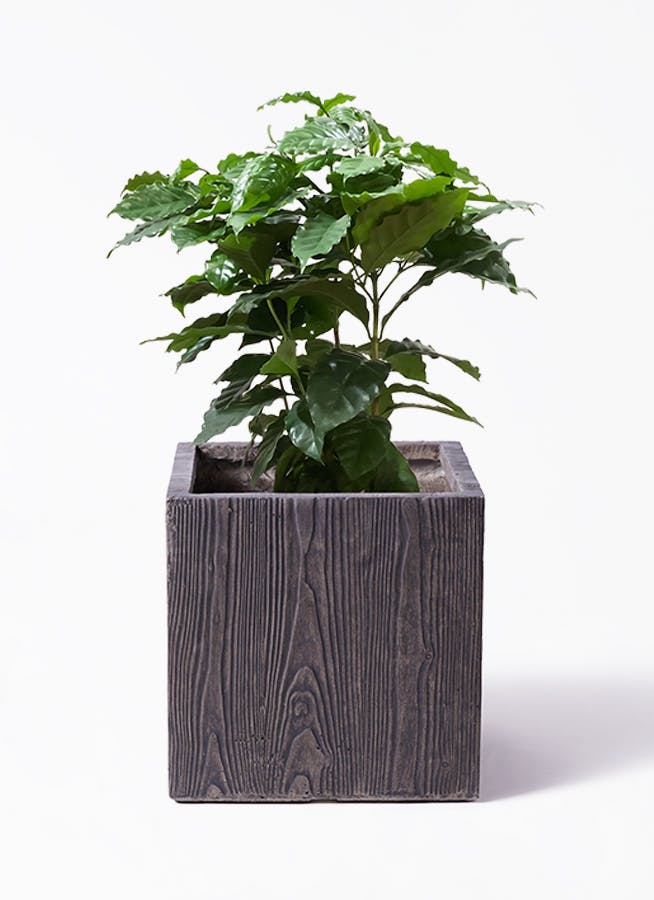 棕櫚竹　シュロチク　19 観葉植物 シュロチク（棕櫚竹） 8号 ベータ キューブプランター ウッド