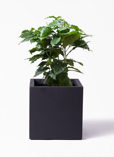 観葉植物 コーヒーの木 7号 ベータ キューブプランター 黒 付き