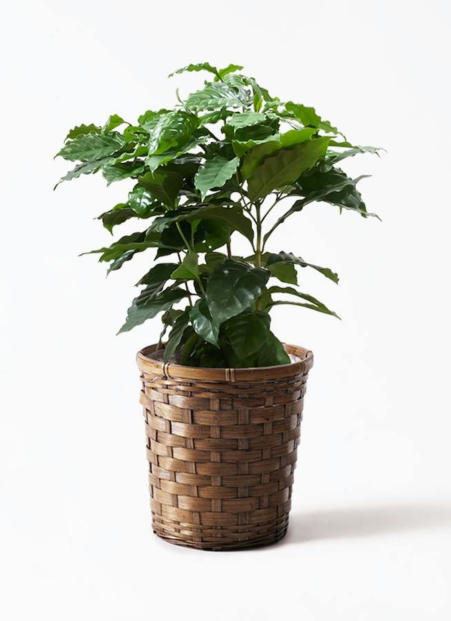 コーヒーの木 7号 | 観葉植物 | 送料無料でお届け - Hitohana（ひとはな）