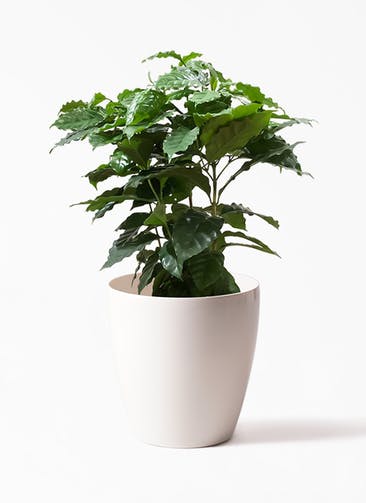 コーヒーの木 観葉植物通販hitohana ひとはな コーヒーの木 観葉植物通販hitohana ひとはな