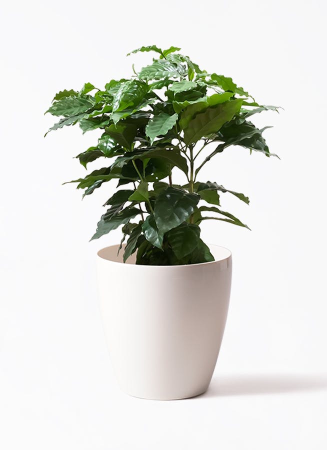 観葉植物 コーヒーの木 7号 ラスターポット white 付き | 観葉植物なら