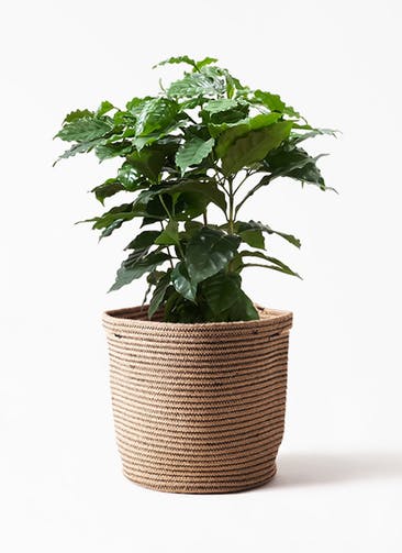 観葉植物 コーヒーの木 7号 Rib Basket (リブバスケット)  Natural 付き