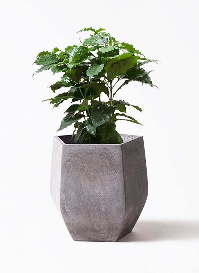 コーヒーの木 2 ファイバー鉢 お皿付き 観葉植物 コーヒーの木 7号 FiberCray（ファイバークレイ） Gray 付き