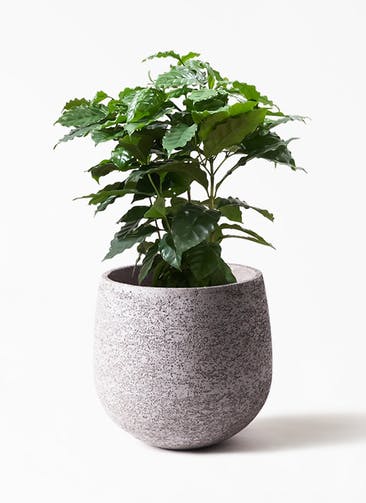 観葉植物 コーヒーの木 7号  Eco Stone（エコストーン） Gray 付き