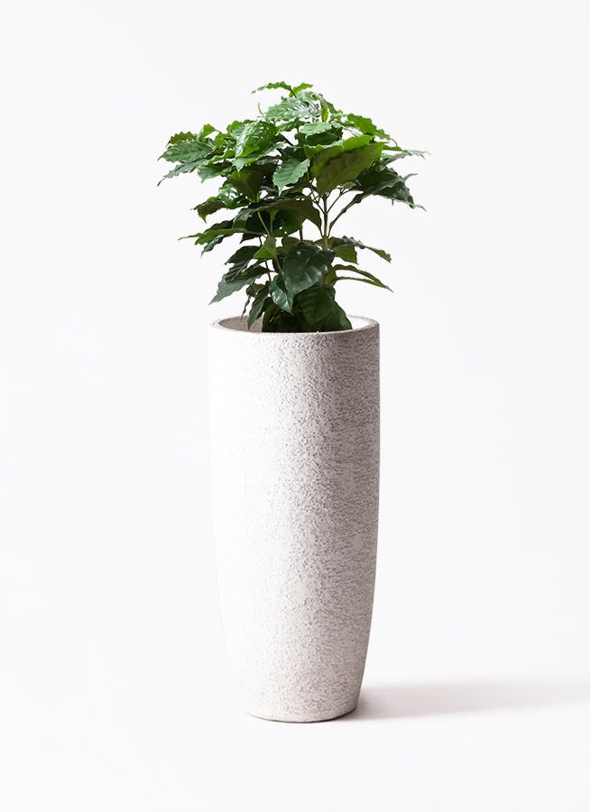 観葉植物 オリーブの木 8号 コラティーナ (コラチナ) エコストーン