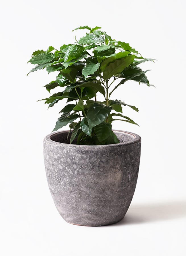 コーヒーの木 7号 | 観葉植物 | 送料無料でお届け - Hitohana（ひとはな）