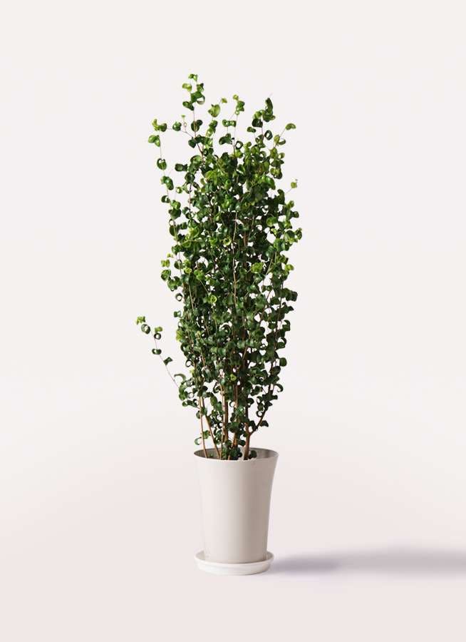 観葉植物 フィカス ベンジャミン 7号 バロック プラスチック鉢 | 観葉植物ならHitoHana(ひとはな)