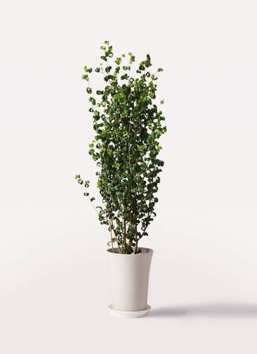 観葉植物 フィカス ベンジャミン 7号 バロック プラスチック鉢
