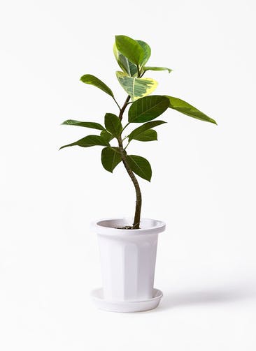 観葉植物 フィカス アルテシーマ 7号 曲り プラスチック鉢