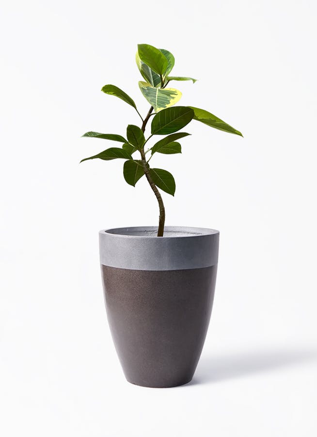 斑入り観葉❤︎尺鉢❤︎フィカス アルテシーマ 観葉植物 フィカス アルテシーマ 7号 ストレート プラスチック鉢