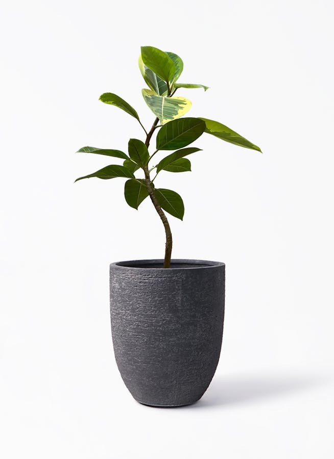 ficus-altissima-681_1.jpg