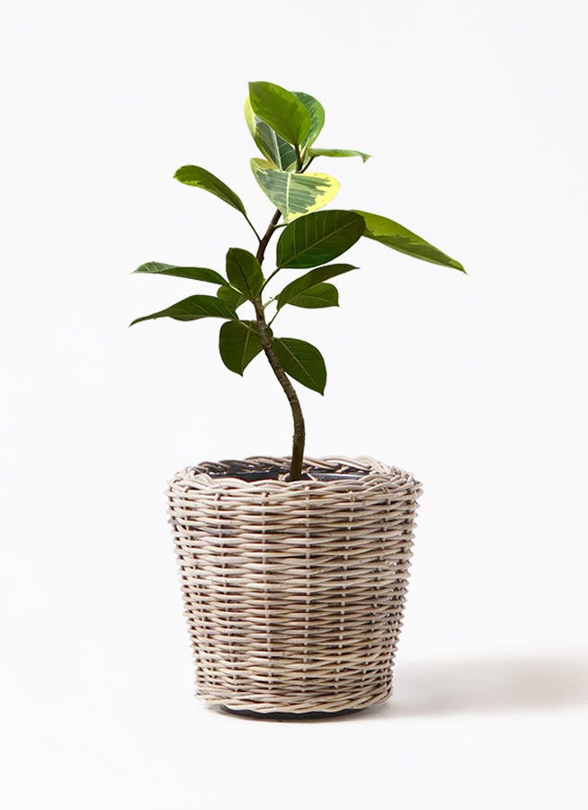 観葉植物 トックリラン ポニーテール 8号 モンデリック ラタン 付き