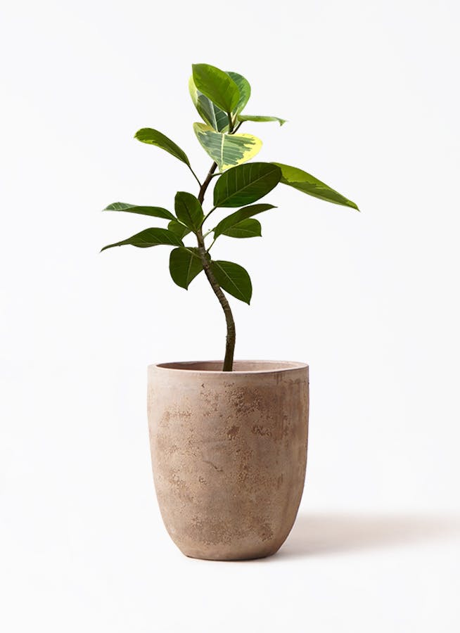 観葉植物 フィカス アルテシーマ 7号 曲り ルーガ アンティコ アルト