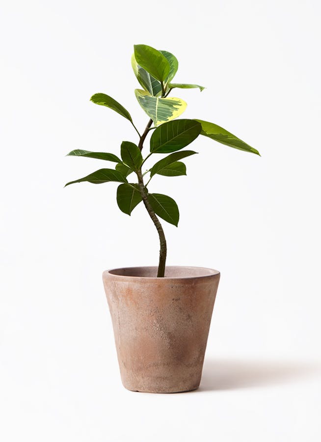 フィカス アルテシーマ 7号 | 観葉植物通販 Hitohana（ひとはな）