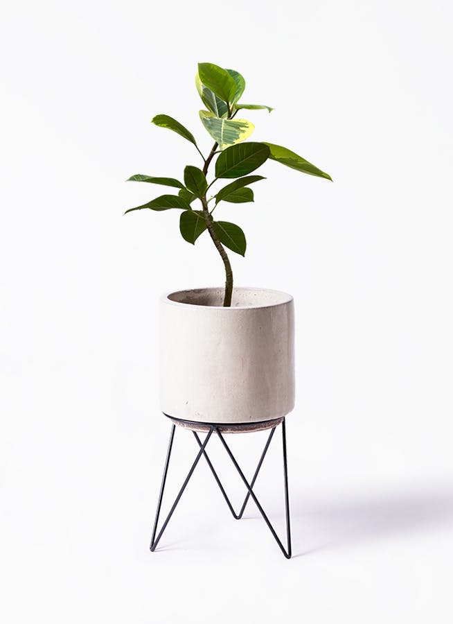 フィカス アルテシーマ 観葉植物　7号鉢 フィカス アルテシーマ 7号 | 観葉植物通販 Hitohana（ひとはな）