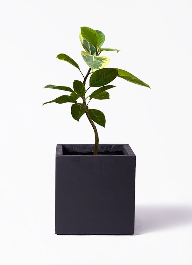 ficus-altissima-638_1.jpg