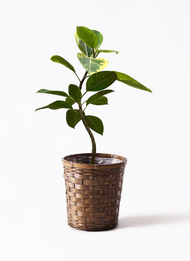 観葉植物 フィカス アルテシーマ 7号 曲り 竹バスケット 付き | 観葉