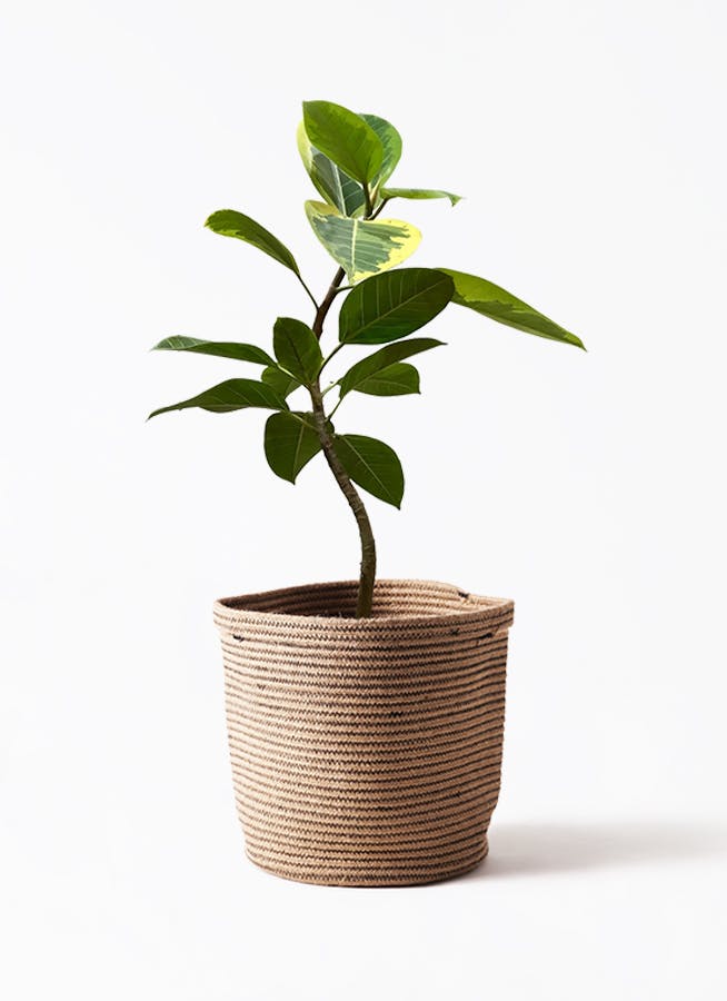 観葉植物 シュロチク（棕櫚竹） 8号 リブバスケットNatural 付き