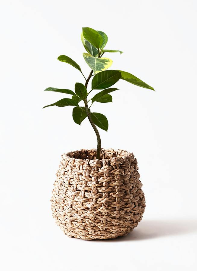 観葉植物 ドラセナ コンシンネ スカーレットアイビス 8号 寄せ プラ