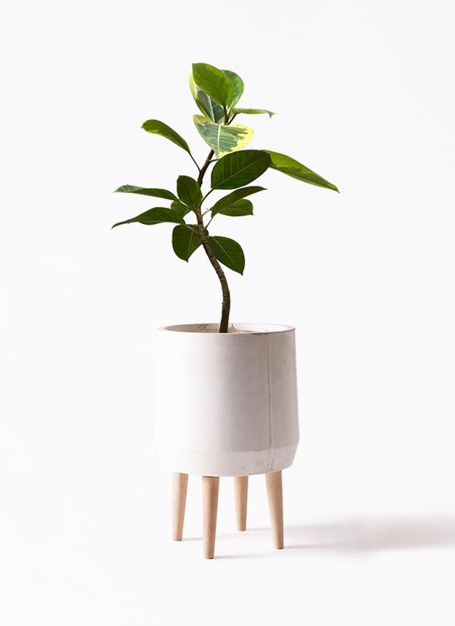フィカス アルテシーマ 曲がり | 観葉植物通販 Hitohana（ひとはな）
