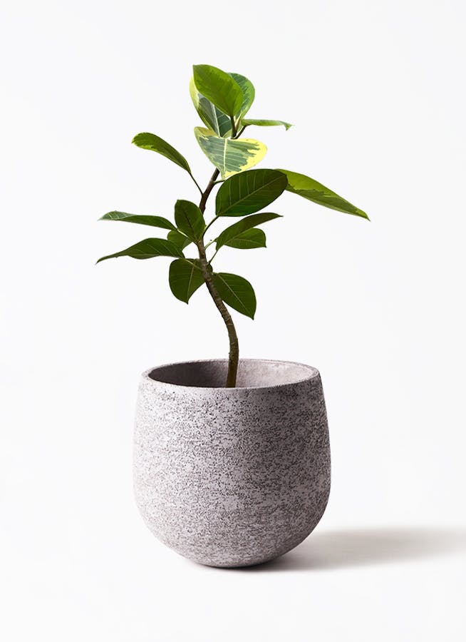 グレーの鉢カバー付きの観葉植物 | HitoHana（ひとはな）