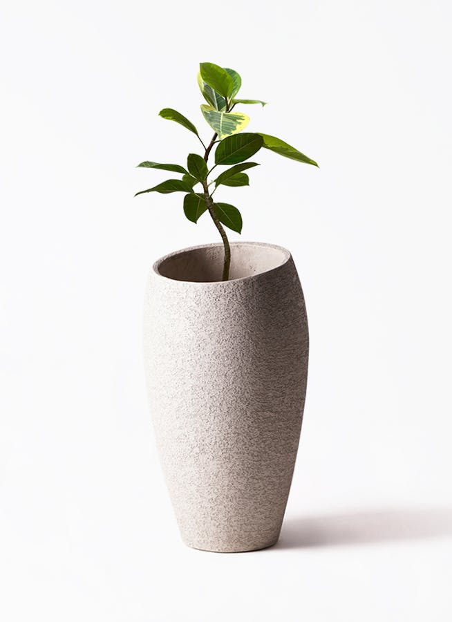 フィカス アルテシーマ 7号 | 観葉植物通販 Hitohana（ひとはな）