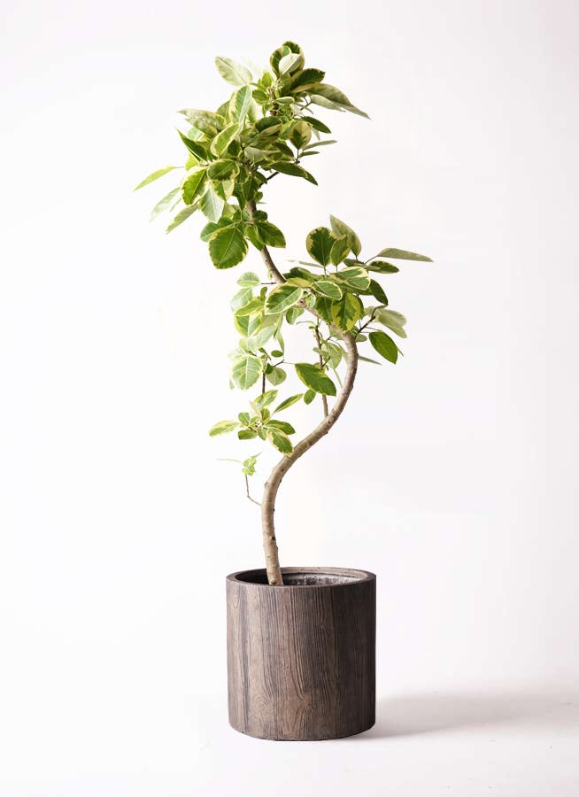 フィカス アルテシマ 陶器鉢植え | 花・花束を贈るなら第一園芸