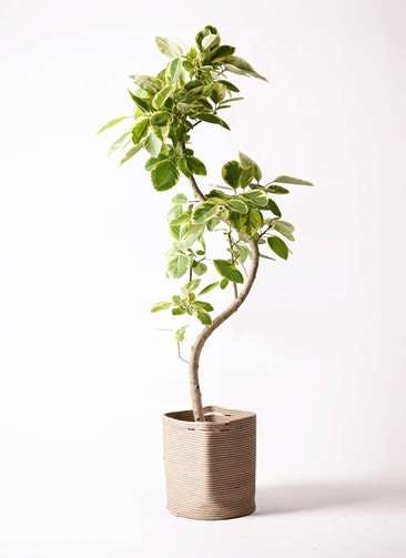 観葉植物 フィカス アルテシーマ 10号 曲り リブバスケットNatural 付き