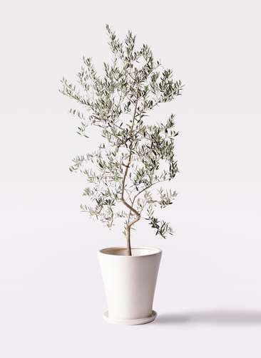 観葉植物 オリーブの木 10号 ペンドリノ サブリナ 白 付き