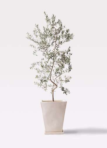 観葉植物 オリーブの木 10号 ペンドリノ スクエアハット 白 付き